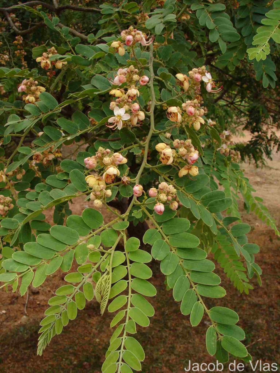 Cassia roxburghii DC.